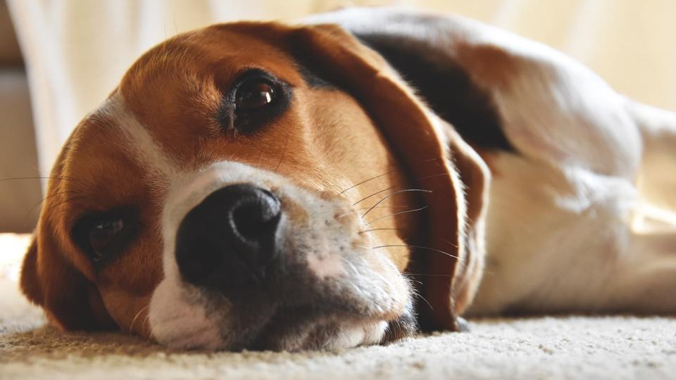 Beagle'id on tõug, millel on eelsoodumus epilepsia tekkeks.